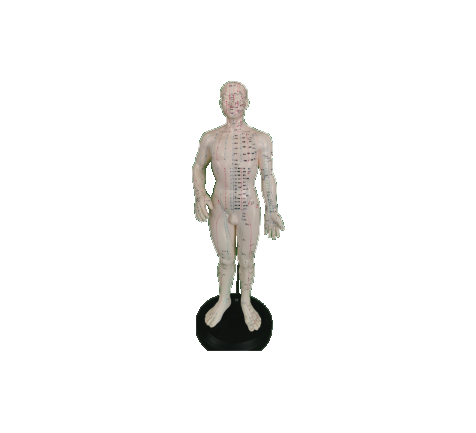 人体针灸模型（男）50cm