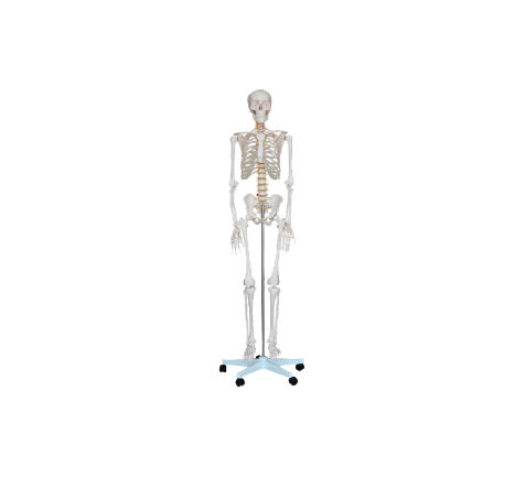 人体骨骼模型