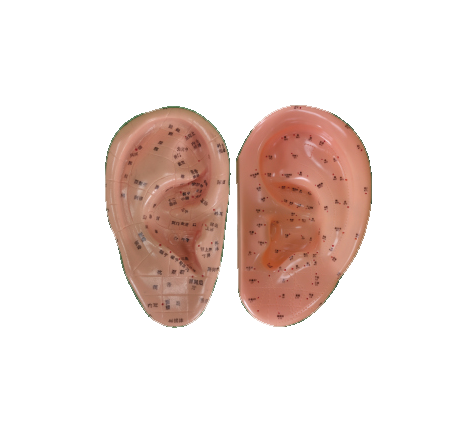 耳针灸模型13cm或22cm或40cm