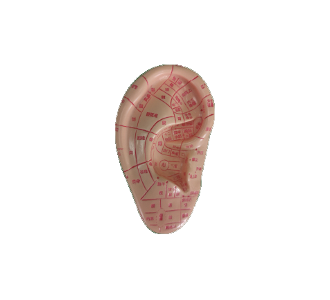 按摩耳12cm或17cm