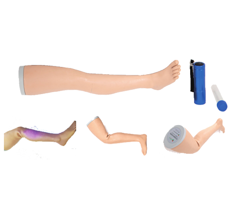 针灸腿部训练模型